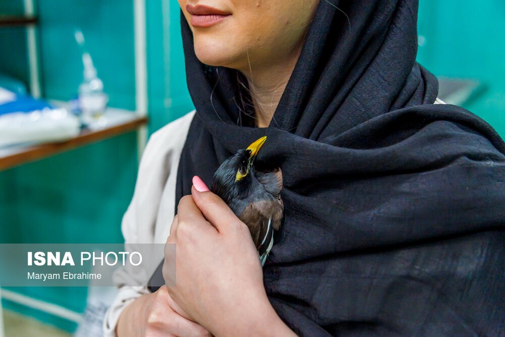 تصاویر: دست‌هایی که بینایی می‌بخشند