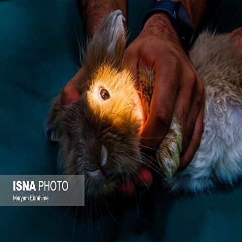 تصاویر: دست‌هایی که بینایی می‌بخشند