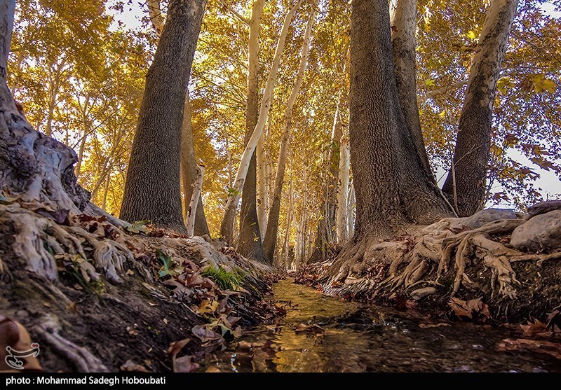تصاویر: طبیعت باغ پهلوان پور- مهریز