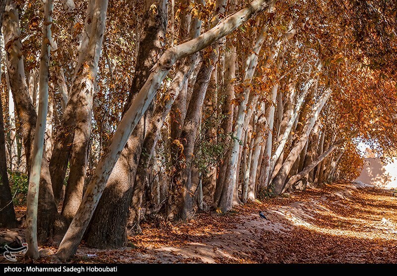 تصاویر: طبیعت باغ پهلوان پور- مهریز