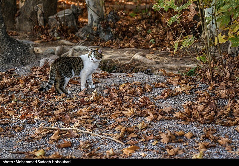 تصاویر: طبیعت باغ پهلوان پور- مهریز