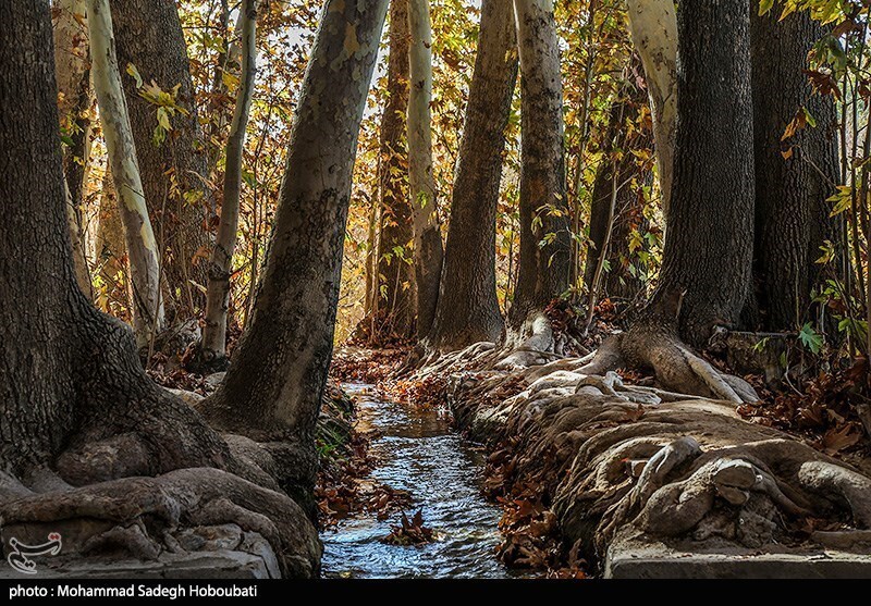 تصاویر: طبیعت باغ پهلوان پور- مهریز