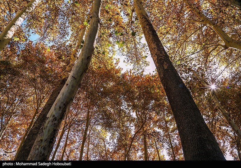 تصاویر: طبیعت باغ پهلوان پور- مهریز