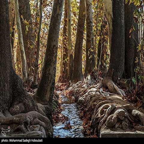 تصاویر: طبیعت باغ پهلوان پور- مهریز