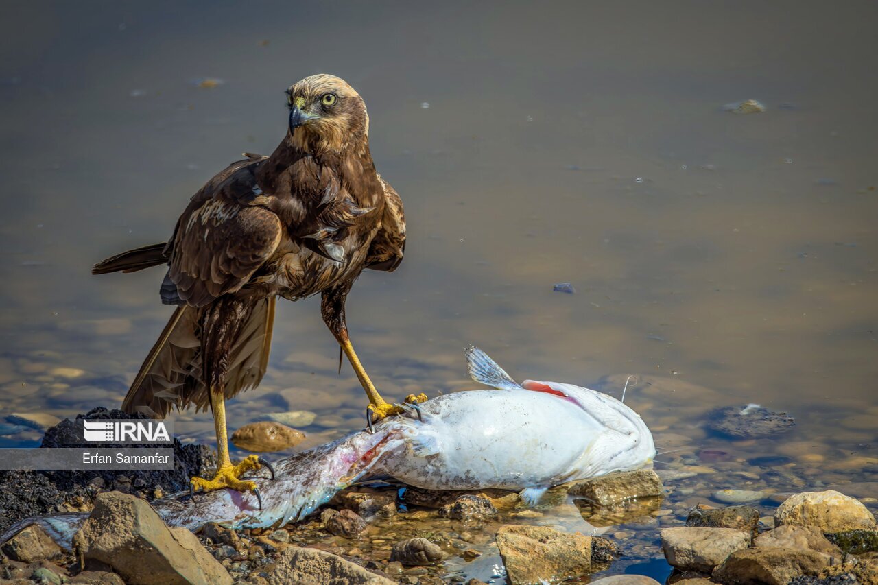 تصاویر: کلان‌تالاب «هورالعظیم»