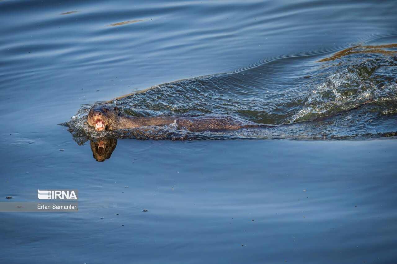 تصاویر: کلان‌تالاب «هورالعظیم»