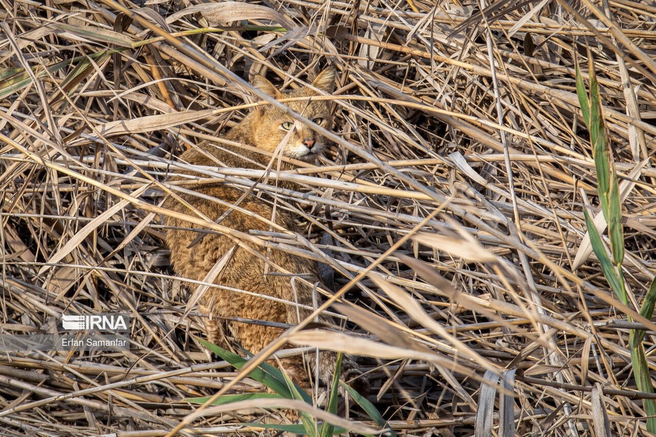 تصاویر: کلان‌تالاب «هورالعظیم»