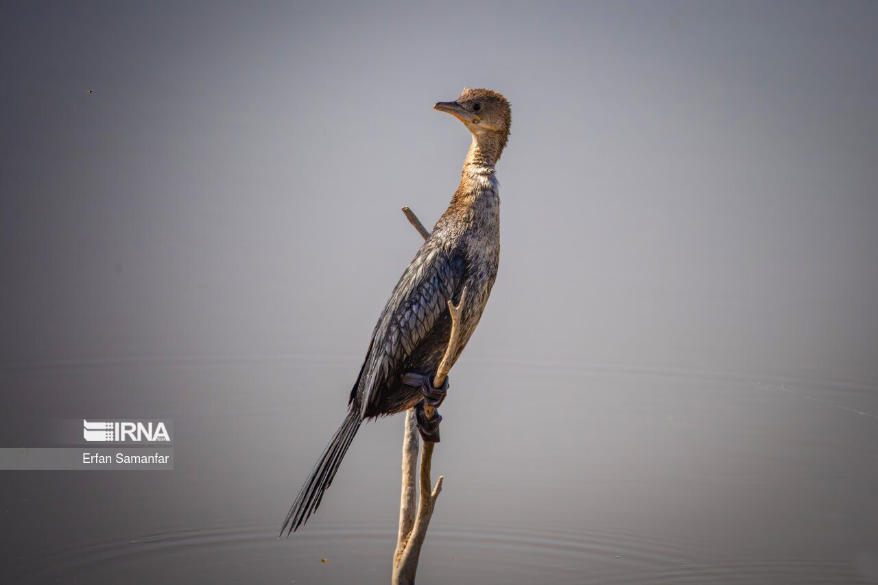 تصاویر: کلان‌تالاب «هورالعظیم»
