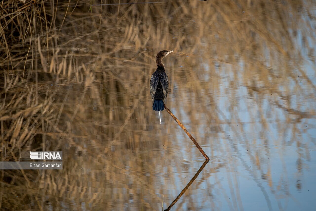تصاویر: کلان‌تالاب «هورالعظیم»