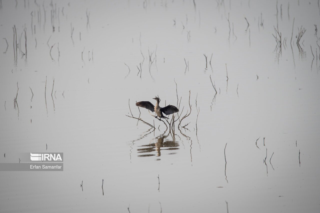 تصاویر: کلان‌تالاب «هورالعظیم»