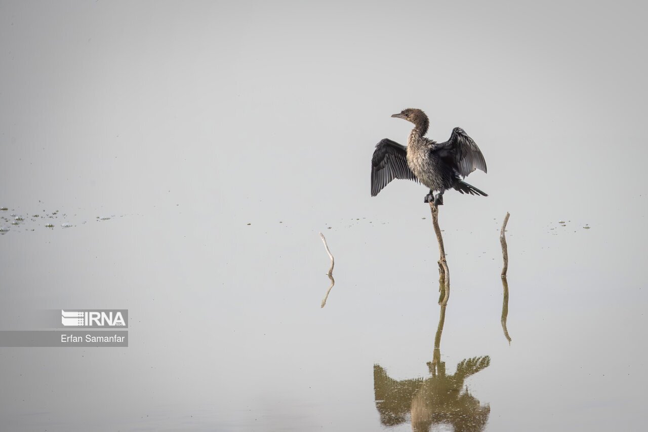 تصاویر: کلان‌تالاب «هورالعظیم»