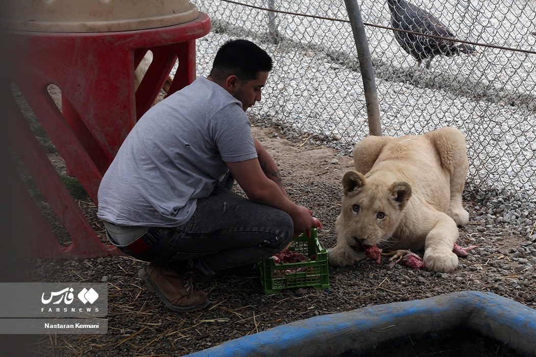 تصاویر: سانا، توله «شیر سفید آفریقایی»