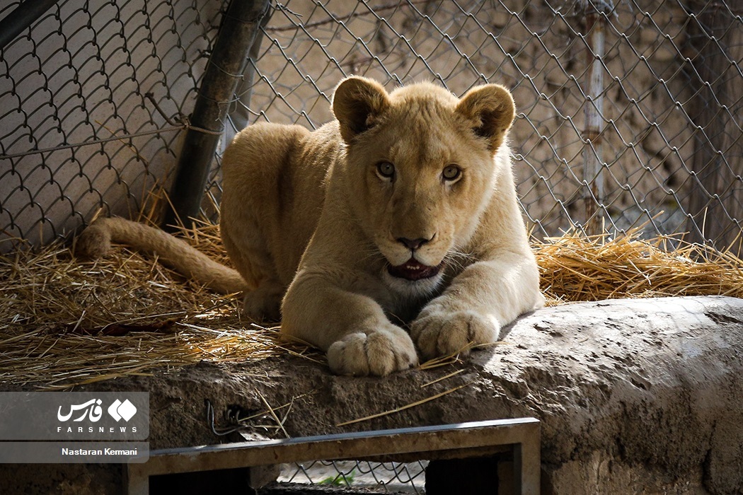 تصاویر: سانا، توله «شیر سفید آفریقایی»
