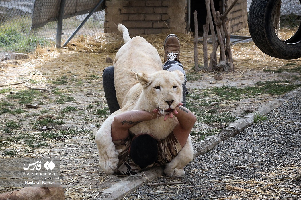 تصاویر: سانا، توله «شیر سفید آفریقایی»