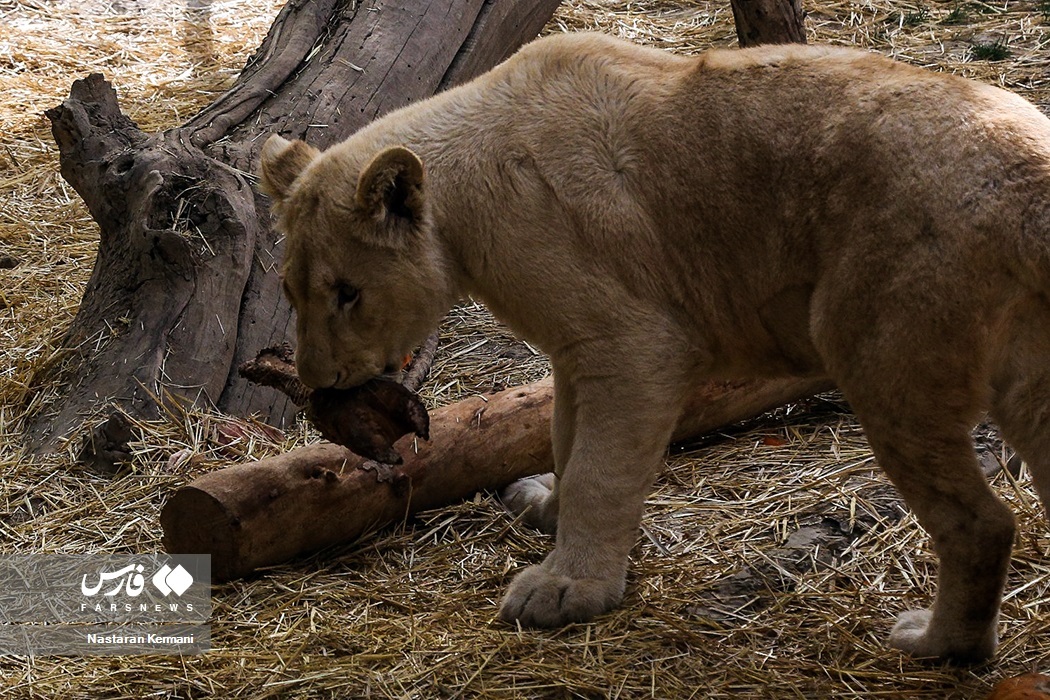 تصاویر: سانا، توله «شیر سفید آفریقایی»