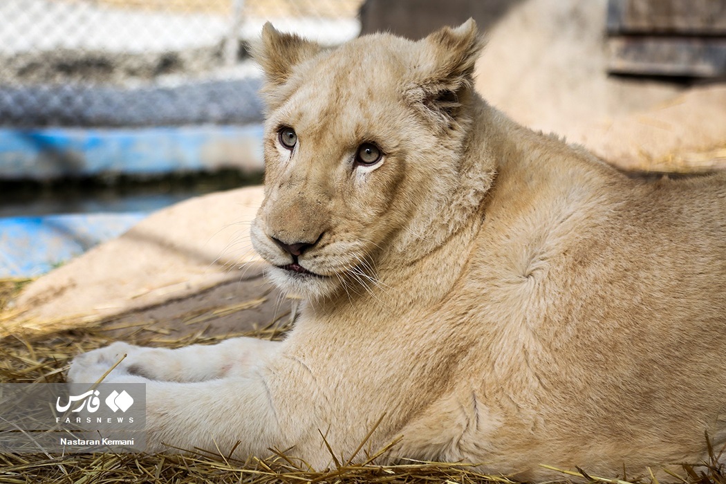 تصاویر: سانا، توله «شیر سفید آفریقایی»