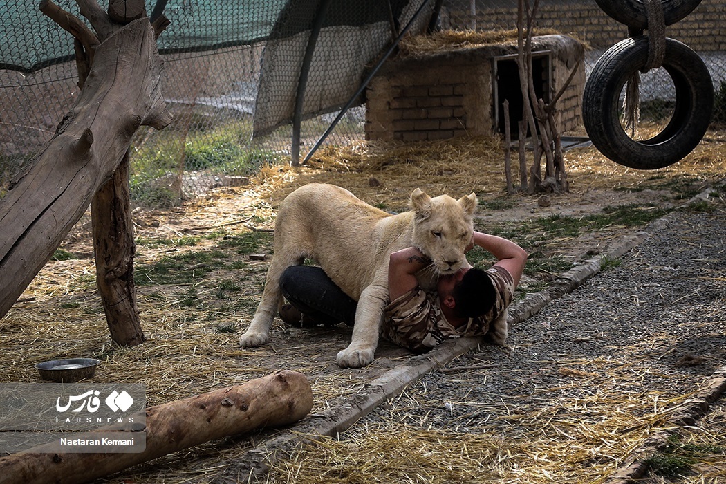 تصاویر: سانا، توله «شیر سفید آفریقایی»