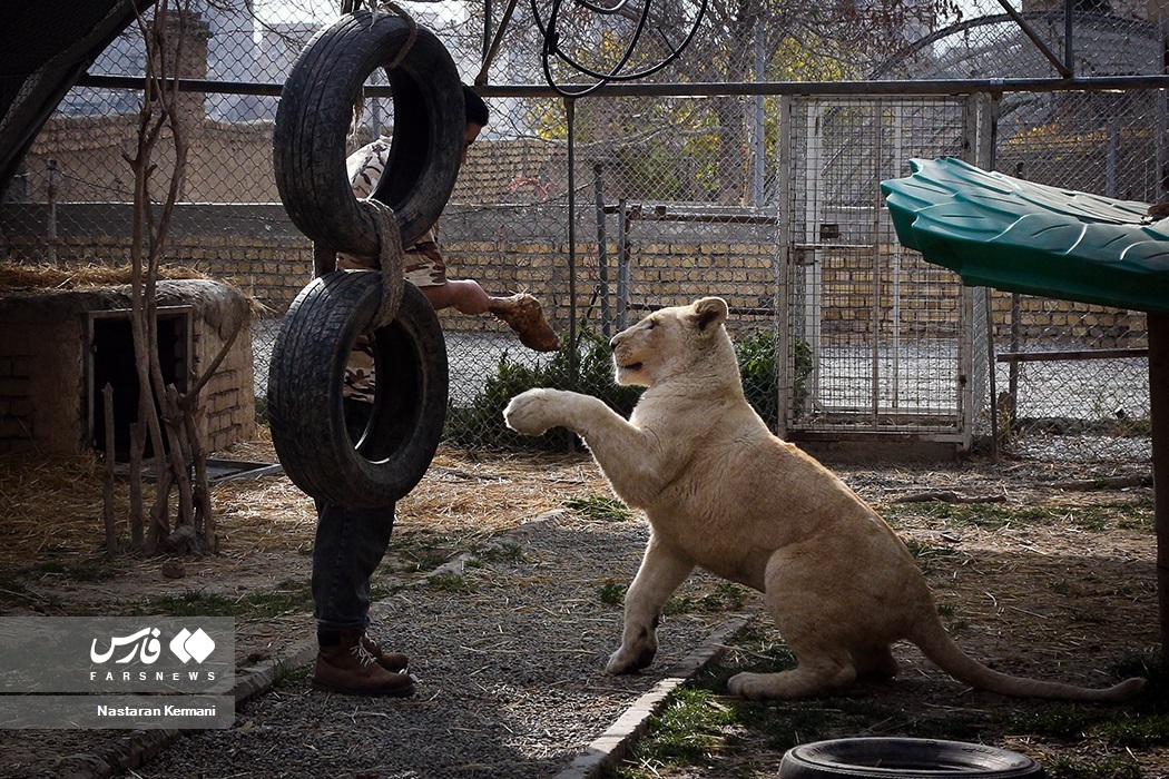 تصاویر: سانا، توله «شیر سفید آفریقایی»
