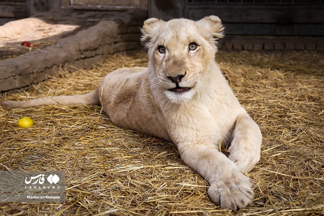 تصاویر: سانا، توله «شیر سفید آفریقایی»