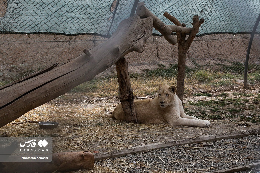 تصاویر: سانا، توله «شیر سفید آفریقایی»