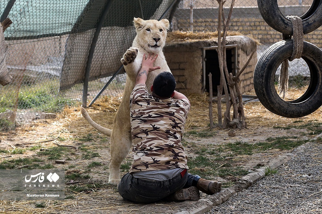 تصاویر: سانا، توله «شیر سفید آفریقایی»