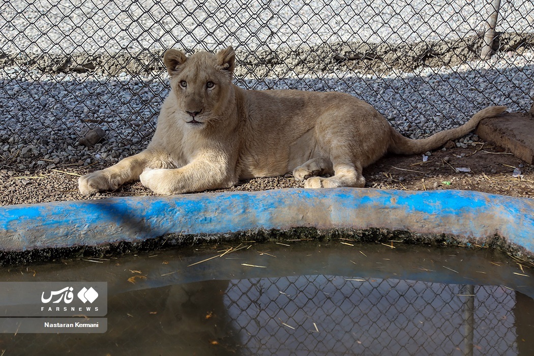 تصاویر: سانا، توله «شیر سفید آفریقایی»