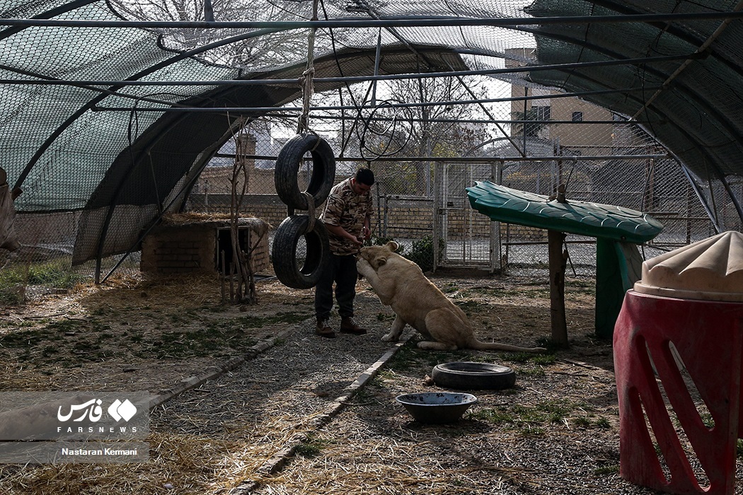تصاویر: سانا، توله «شیر سفید آفریقایی»