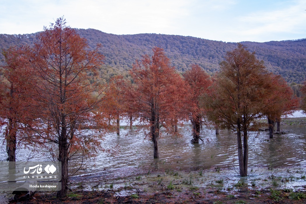 تصاویر: پاییز در زمستان