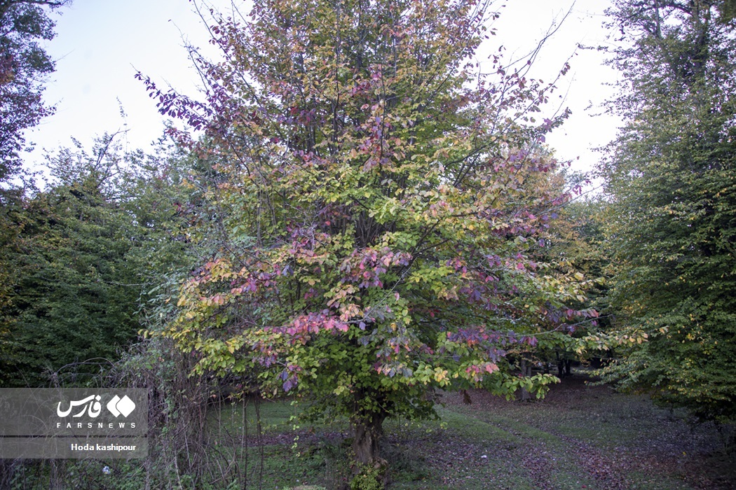 تصاویر: پاییز در زمستان