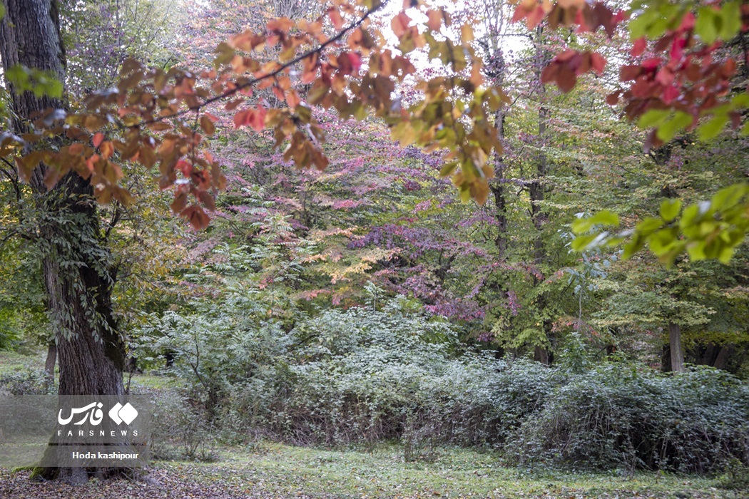 تصاویر: پاییز در زمستان