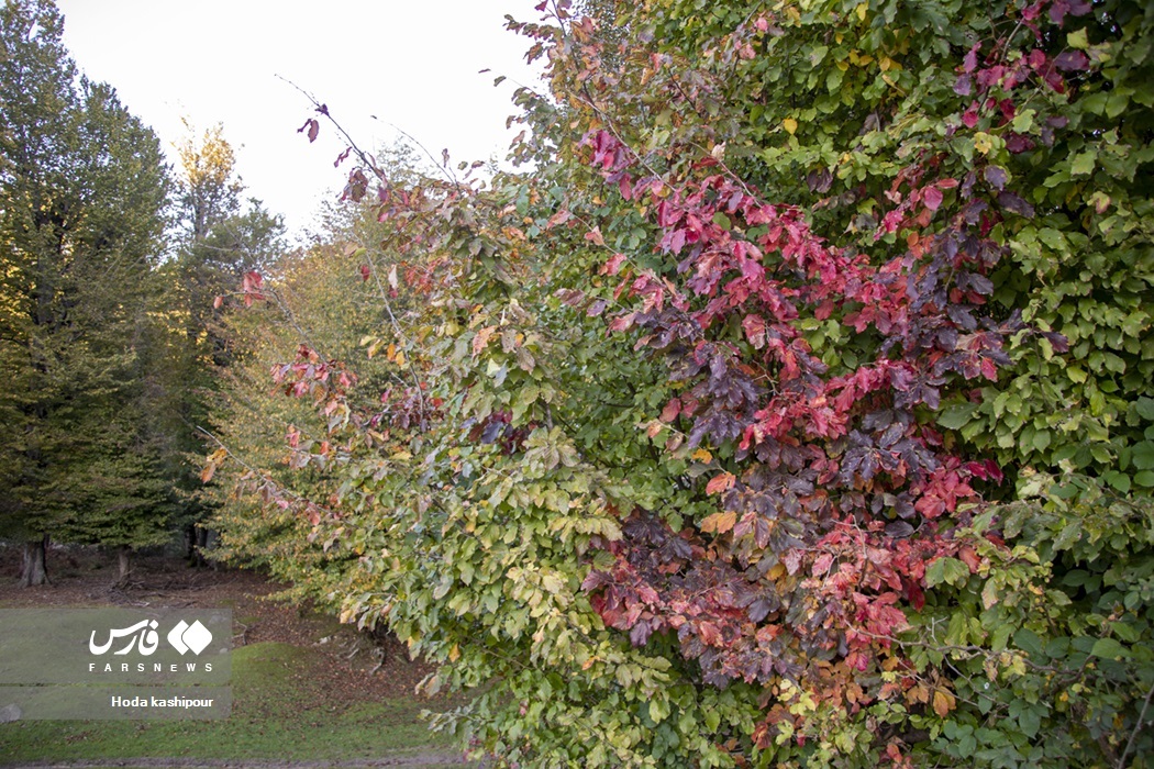 تصاویر: پاییز در زمستان