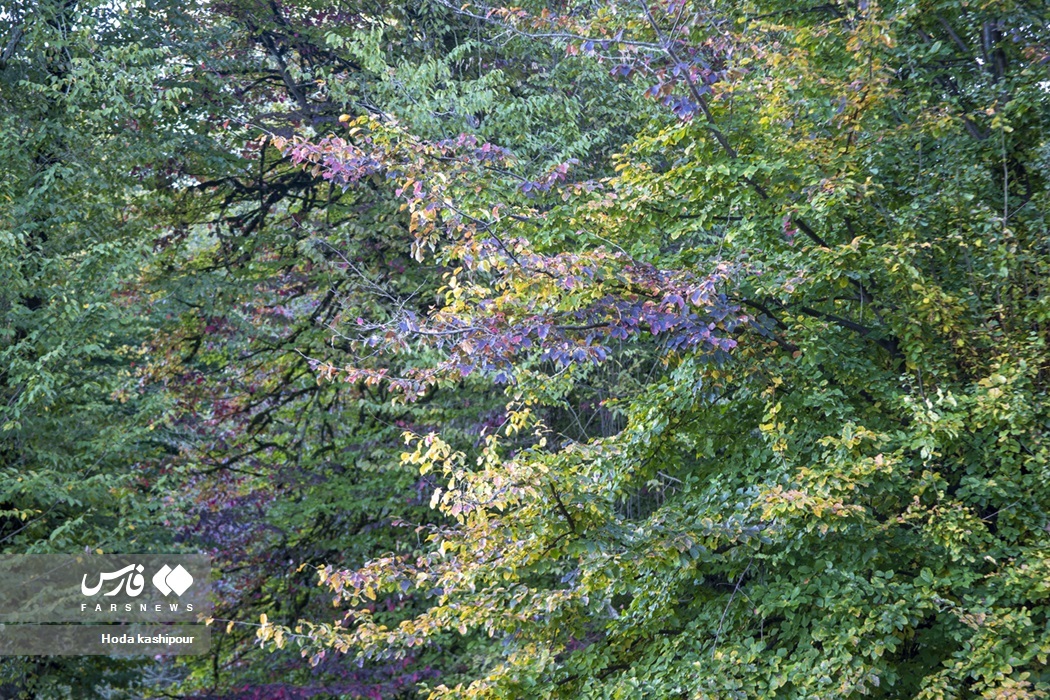 تصاویر: پاییز در زمستان