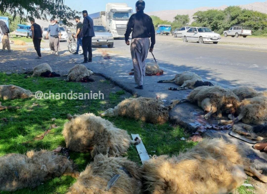 تصادف شدید پژو پارس با گله احشام