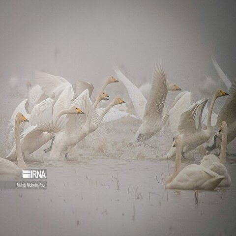 تصاویر: قو‌های مهاجر در تالاب سرخ رود