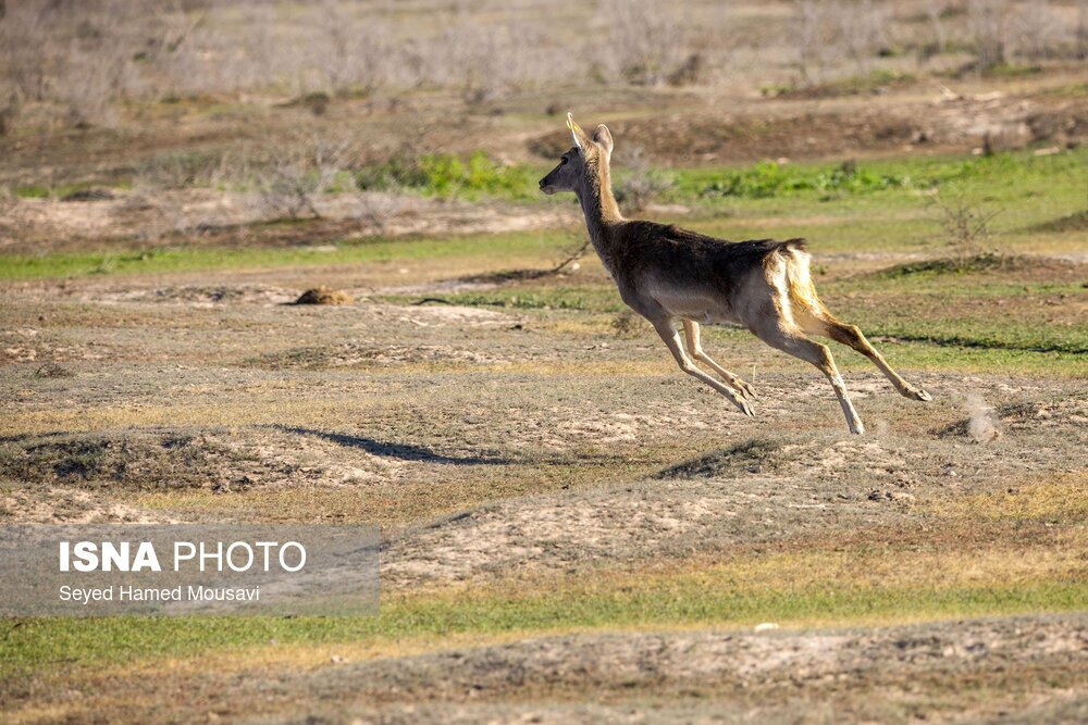 تصاویر: رهاسازی ۱۰ راس گوزن زرد ایرانی در پارک ملی دز