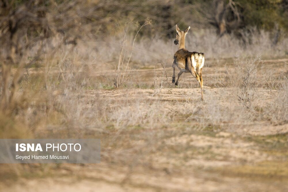 تصاویر: رهاسازی ۱۰ راس گوزن زرد ایرانی در پارک ملی دز