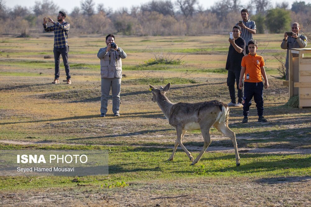 تصاویر: رهاسازی ۱۰ راس گوزن زرد ایرانی در پارک ملی دز