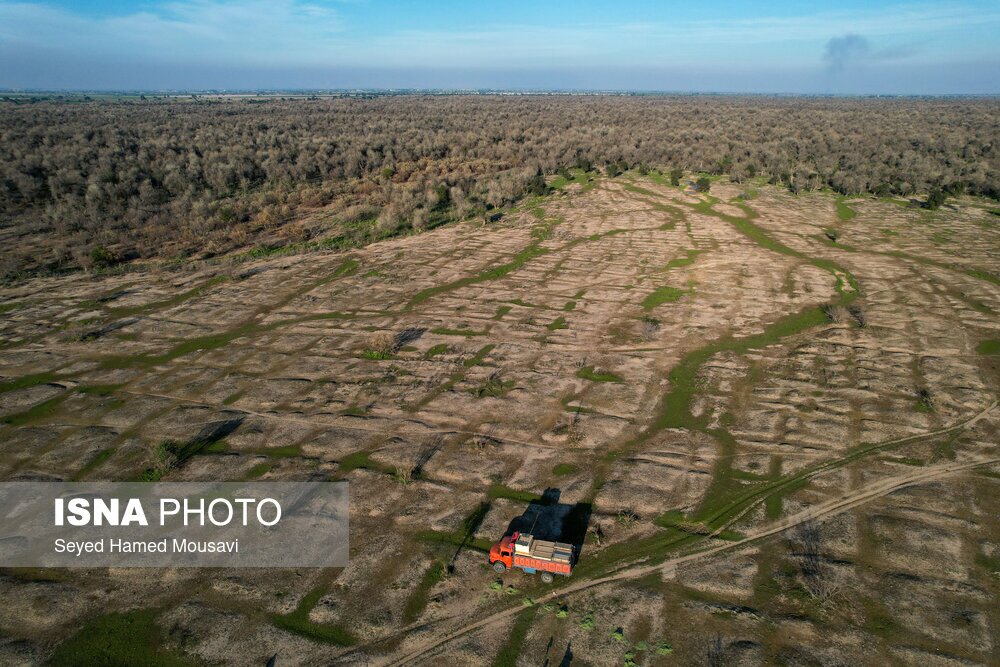 تصاویر: رهاسازی ۱۰ راس گوزن زرد ایرانی در پارک ملی دز