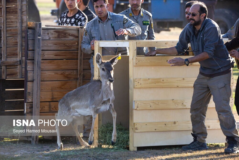 تصاویر: رهاسازی ۱۰ راس گوزن زرد ایرانی در پارک ملی دز