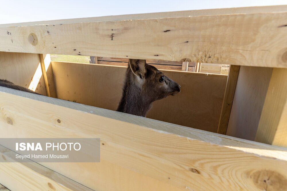 تصاویر: رهاسازی ۱۰ راس گوزن زرد ایرانی در پارک ملی دز