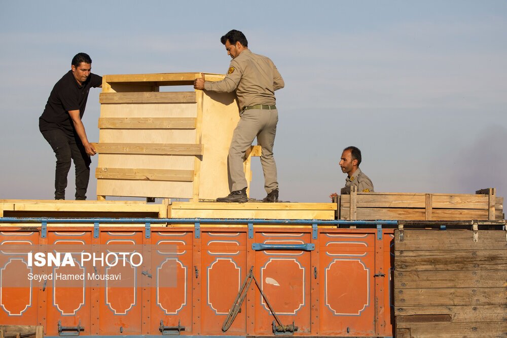 تصاویر: رهاسازی ۱۰ راس گوزن زرد ایرانی در پارک ملی دز