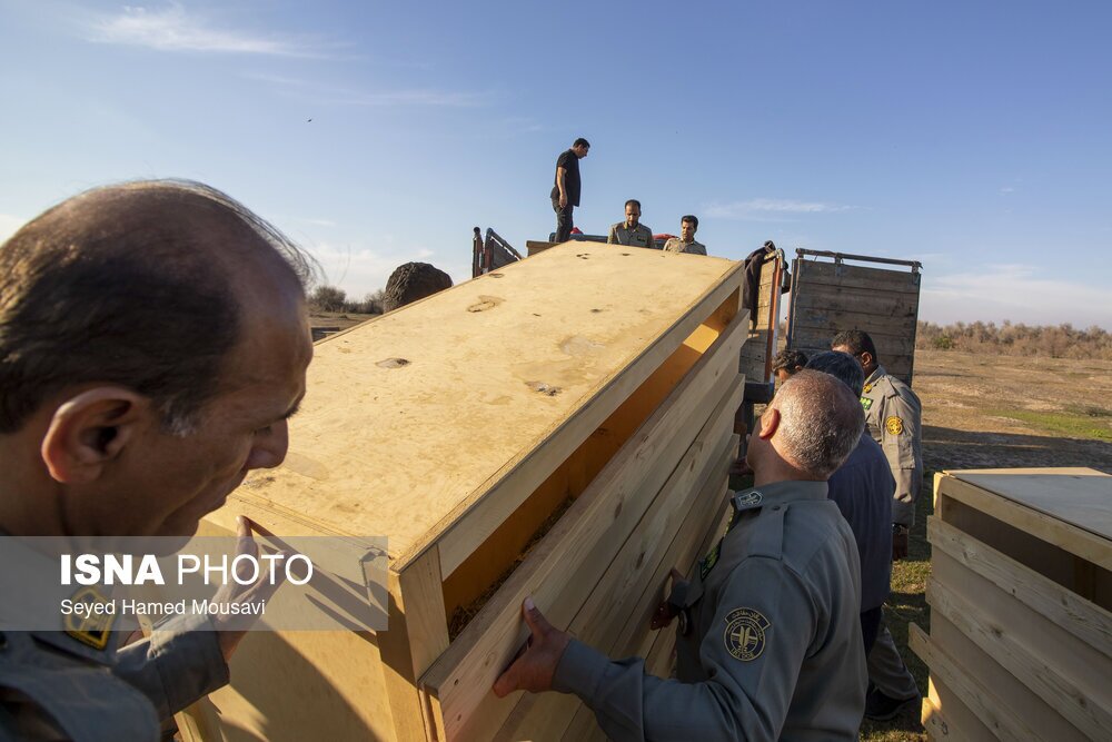 تصاویر: رهاسازی ۱۰ راس گوزن زرد ایرانی در پارک ملی دز