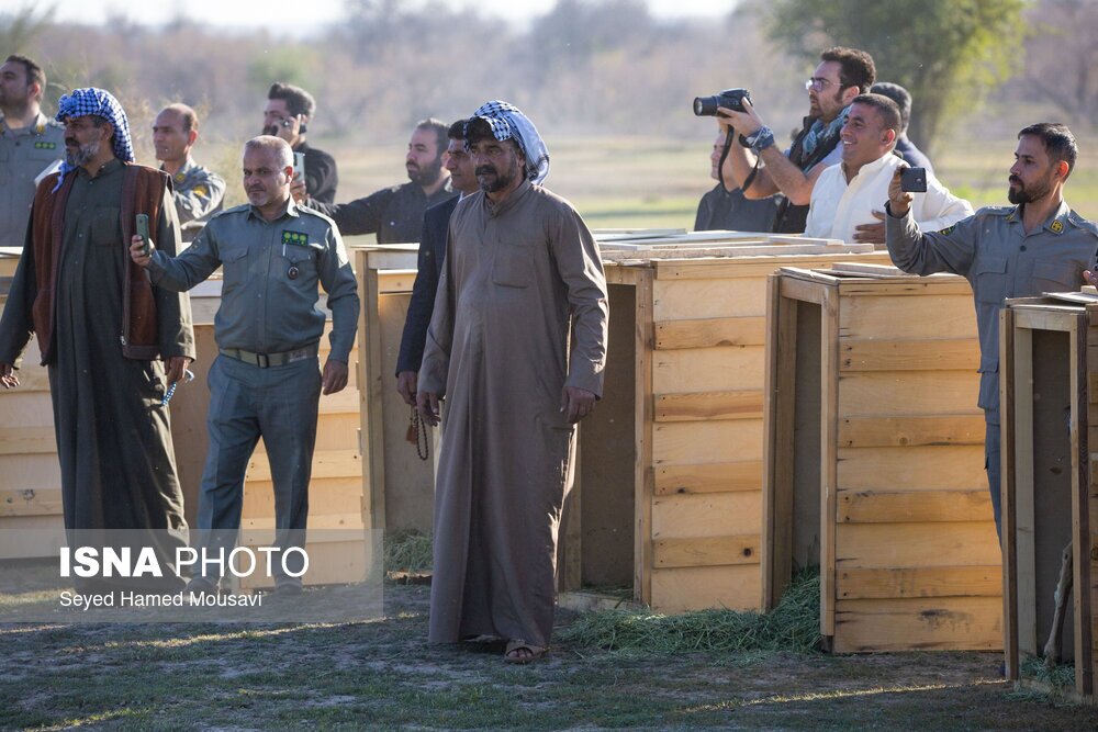 تصاویر: رهاسازی ۱۰ راس گوزن زرد ایرانی در پارک ملی دز