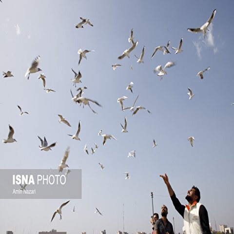 تصاویر: پرندگان پل سفید اهواز