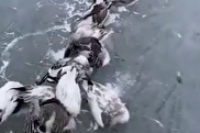 ببینید / تصاویری باورنکردنی از یخ زدن هزاران پرنده در چین