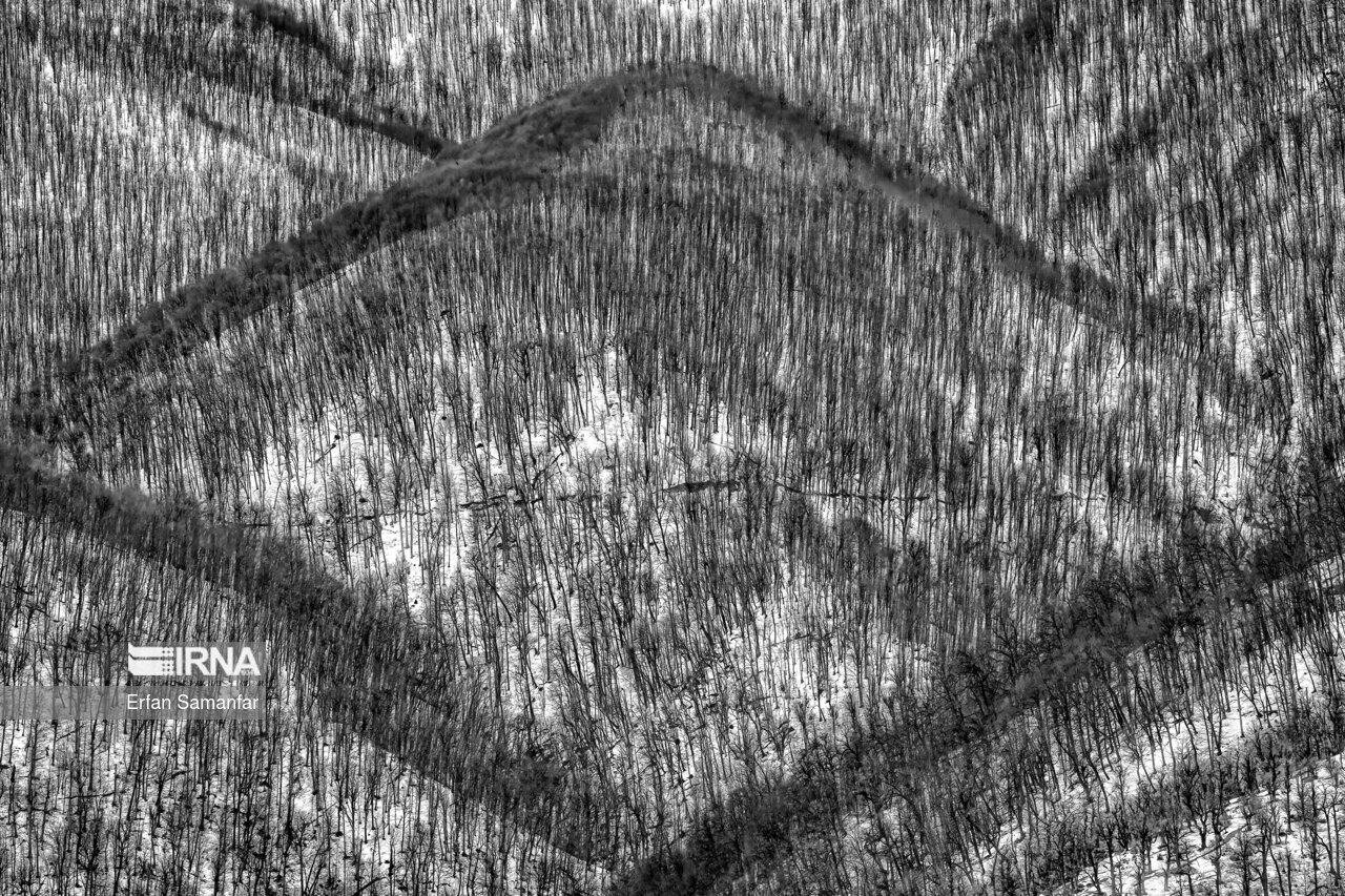 تصاویر: به سپیدی برف