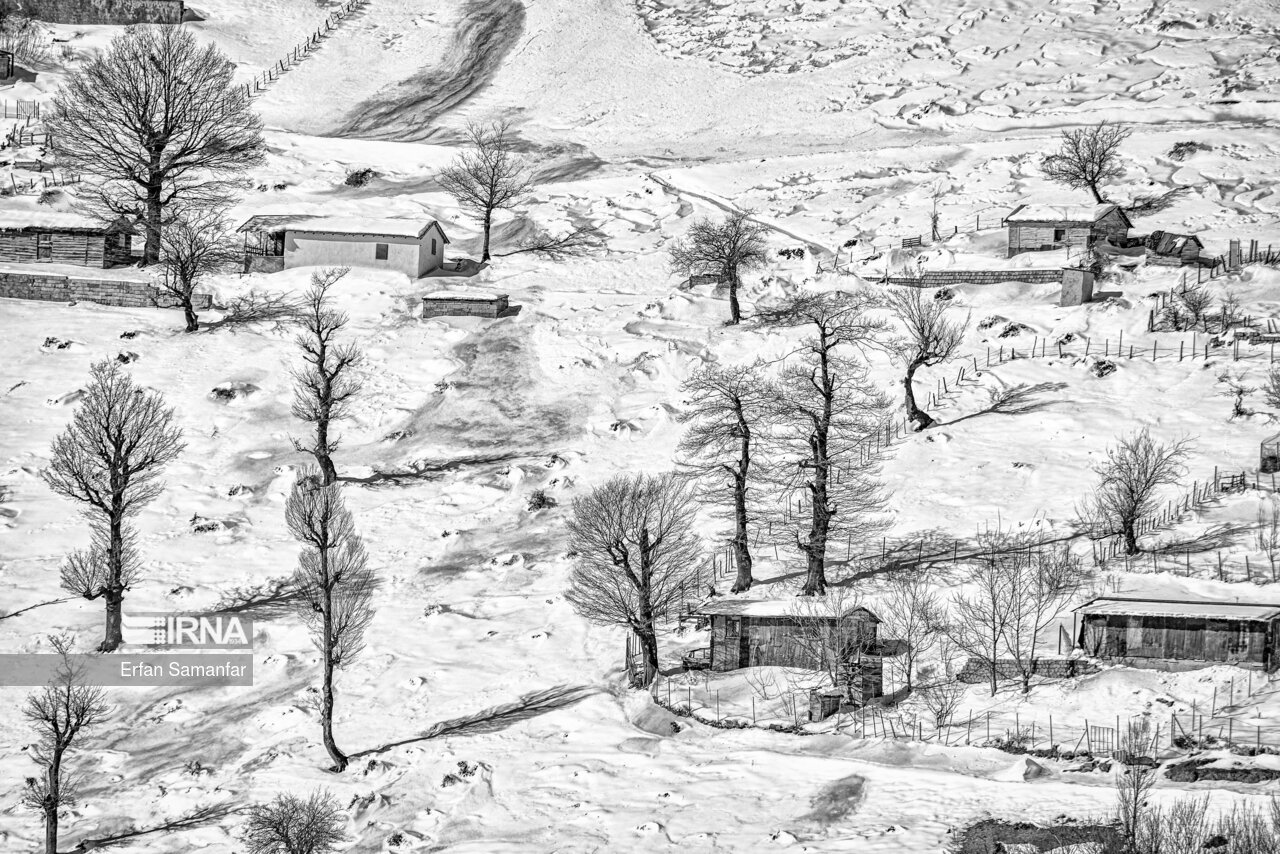 تصاویر: به سپیدی برف