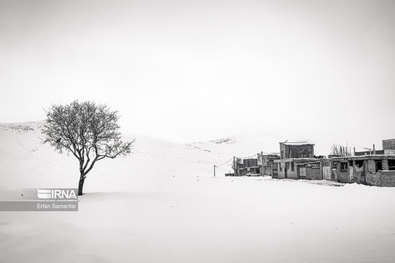 تصاویر: به سپیدی برف