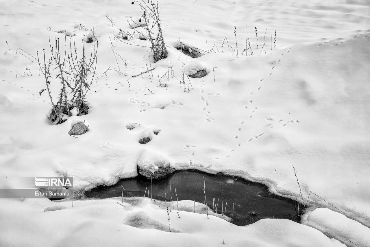 تصاویر: به سپیدی برف