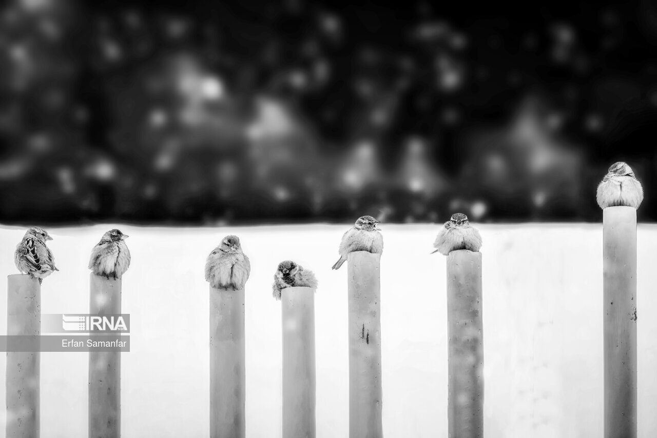 تصاویر: به سپیدی برف